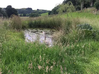a duck swimming in a pond in a field at Jacquie's B&B -Dumfries-Room with a view in Dumfries