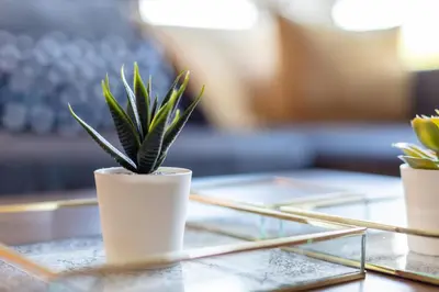 a plant in a white pot on a glass table at Walker Suite No82 - Donnini Apartments in Kilmarnock