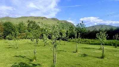 a group of trees in a field with mountains in the background at Balcraig House in Maybole