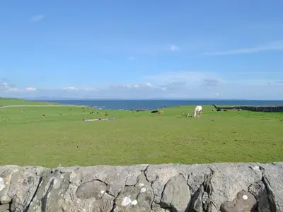 a group of animals grazing in a field near the ocean at Bel-Mar in Whithorn