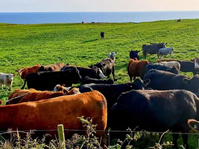 a herd of cows standing in a field at Kirklauchline Cottage in Portpatrick