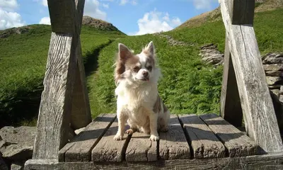 a dog sitting on top of a wooden bridge at Nest Barn in Keswick