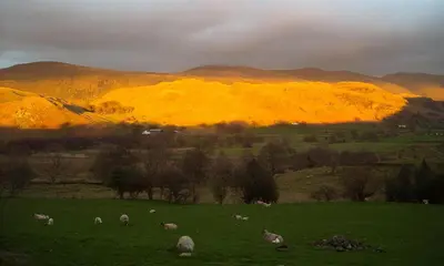 a herd of sheep grazing in a field with mountains in the background at Nest Barn in Keswick