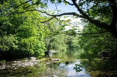 a view of a river with trees and rocks at Oakbank in Elterwater