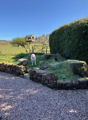 a white goat standing in a stone wall at Heron Lodge, edge of Mabie Forest Dumfries in Dumfries