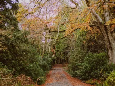 a path through a wooded area with trees at Fern Forest House- Uk31047 in Portpatrick