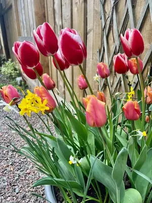 a bunch of flowers in a pot next to a fence at The Blue Door in Kirkcudbright