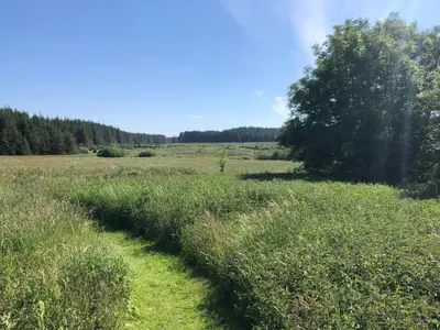 a trail through a field of grass with a tree at Anne's Cottage in Bargrennan