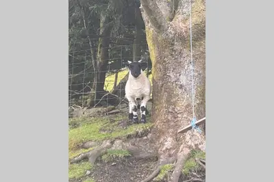 a sheep is standing next to a tree at Glendyne Cottages, Highest Village in Scotland in Wanlockhead
