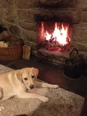 a dog laying on the floor in front of a fireplace at Bar Hill Lodge in Gatehouse of Fleet
