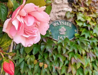 a pink rose is growing next to a sign at Wayside Cottage 1637 in Millom