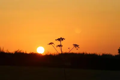 a sunset in a field with flowers in the foreground at Woodlands Country House & Cottage in Ireby