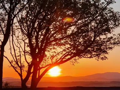 a tree with the sunset in the background at High Mains in Winscales