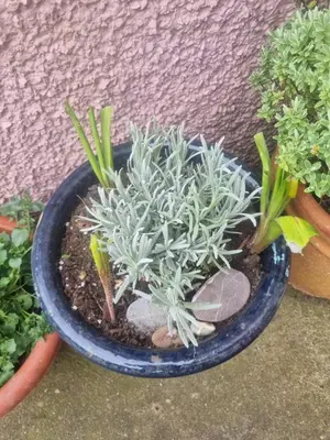 a plant in a blue pot sitting next to other plants at West View Cottage in Seaside Village of Allonby Cumbria in Allonby
