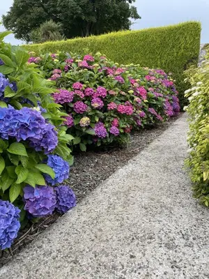 a row of purple and pink flowers in a garden at Galloway Farmstay Claunch in Newton Stewart