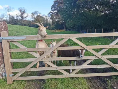 a goat and two baby goats standing behind a fence at Rainors farm cottage in Gosforth