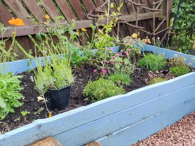 a garden with plants in a blue wooden box at Catbells in Arlecdon