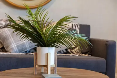 a potted plant sitting on top of a table at London Gate No1 - Donnini Apartments in Kilmarnock