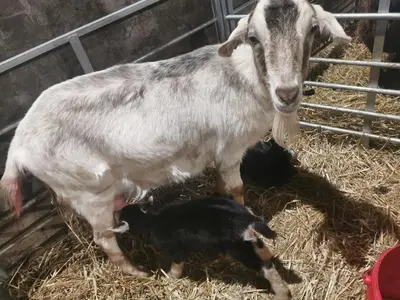 a goat and a baby lamb standing in hay at Rainors farm B&B in Gosforth