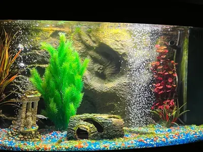 a fish tank with a plant in it at Sea-Renity - Self Catering Holiday Let in Douglas