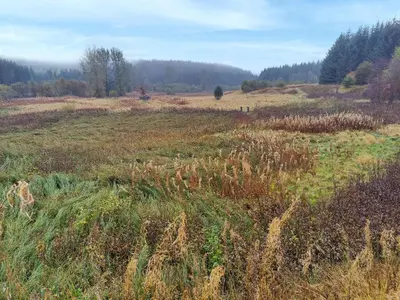a field of tall grass with trees in the background at Craik Forestry Cottage in Teviothead