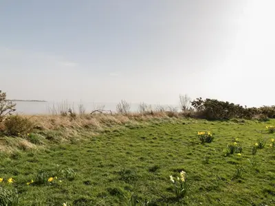 a field of grass with yellow flowers in it at 7 Cummertrees in Annan