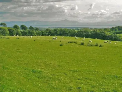 a herd of sheep grazing in a green field at Halliday Hill Cottage in Dalton