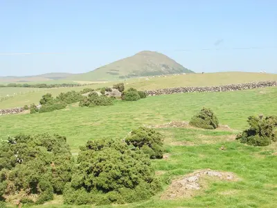 a green field with trees and a rock wall at Fiddlers Rest in Ballantrae