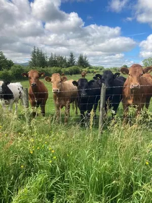 a herd of cows standing behind a fence at Cragside Cottage in Troutbeck