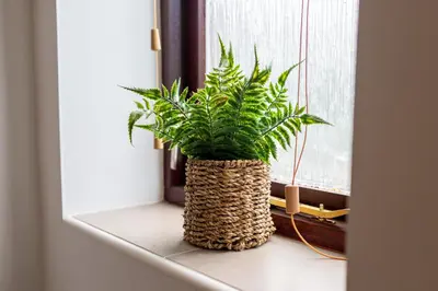 a potted plant sitting on a window sill at Maltings House Cosy and Stylish 2 bedroom flat near the city centre with free parking and ensuite rooms in Carlisle