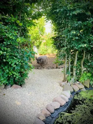 a pig walking down a path in a garden at The Sty & The Stable in Carlisle