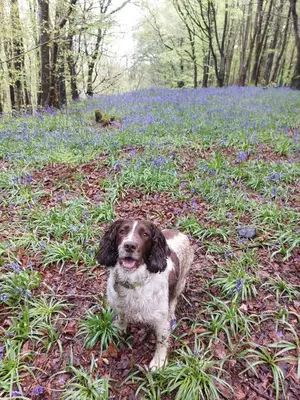 a dog standing in a field of blue flowers at Sea Glass Lodge in Gatehouse of Fleet