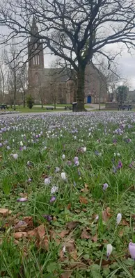 a field of purple and white flowers in front of a building at Cosy apartment in popular harbour town in Kirkcudbright