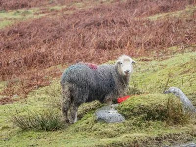 a sheep standing on a grassy hill at Newfield Apartment 1 in Broughton in Furness