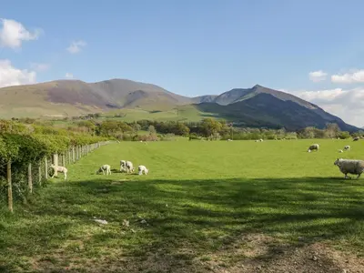 a herd of sheep grazing in a green field at Scale Force in Keswick
