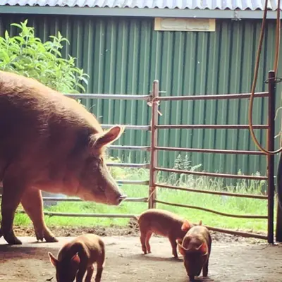 a mother pig and her three baby pigs in a pen at Grobdale Byre in Gatehouse of Fleet