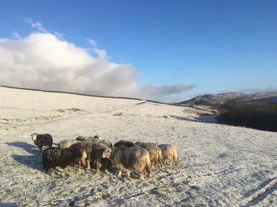 a herd of sheep standing on a snow covered hill at Croft Cottage in Gatehouse of Fleet