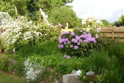 a garden with purple and white flowers at Springfield in Dalbeattie
