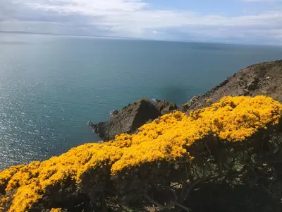 a bunch of yellow flowers on a cliff near the ocean at Curlew Cottage and Sunset View in Port Logan