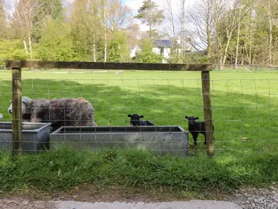 a group of sheep in a fenced in field at Rowanberry Cottage in Grasmere