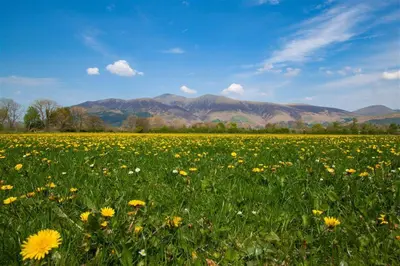 a field of flowers with mountains in the background at Grisedale Cottage in Keswick