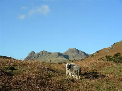 a sheep standing on a hill with mountains in the background at Mellbreak in Chapel Stile