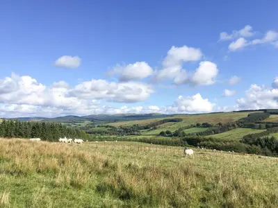 a herd of sheep grazing in a grassy field at Pinclanty Cottage in Pinmore