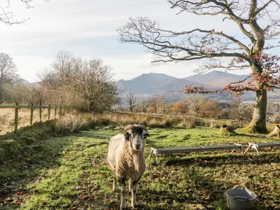 a sheep standing in a field of grass at Carlton House Apartment 1 in Keswick