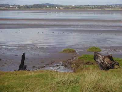 a beach with a bunch of birds in the water at Bowness Bed & Breakfast Double Room, Bowness-on-Solway in Bowness-on-Solway