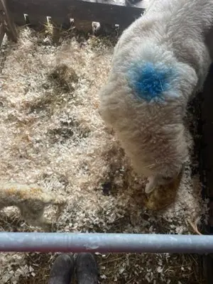 a sheep with blue dye on its neck in a pen at Cosy country cottage in rural location in Moffat