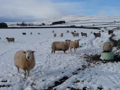 a herd of sheep standing in a snow covered field at Beautiful Rural 3BR Cottage with Stunning Views - Pass the Keys in Auldgirth