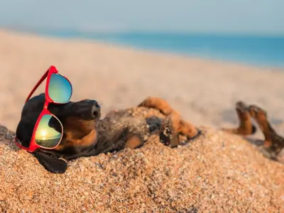 a dog with sunglasses on its back laying in the sand at Sunset House On The Beach in Maryport