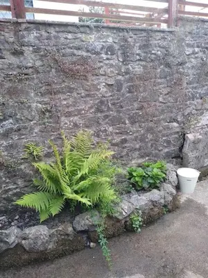 a stone wall with plants in front of it at 2 Bed pet-free cottage, private garden & fell view in Arlecdon