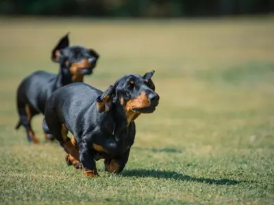 two dogs running in the grass in a field at How Hill Farm Cottage in Penrith